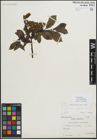 Foto von Salix myrsinifolia Salisb.